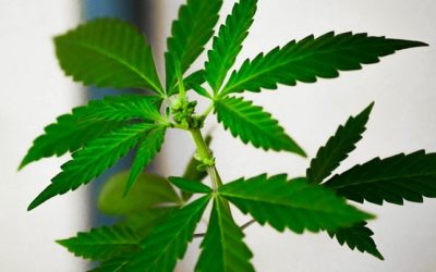 Canadian Marijuana Legalization Soon To Be Announced